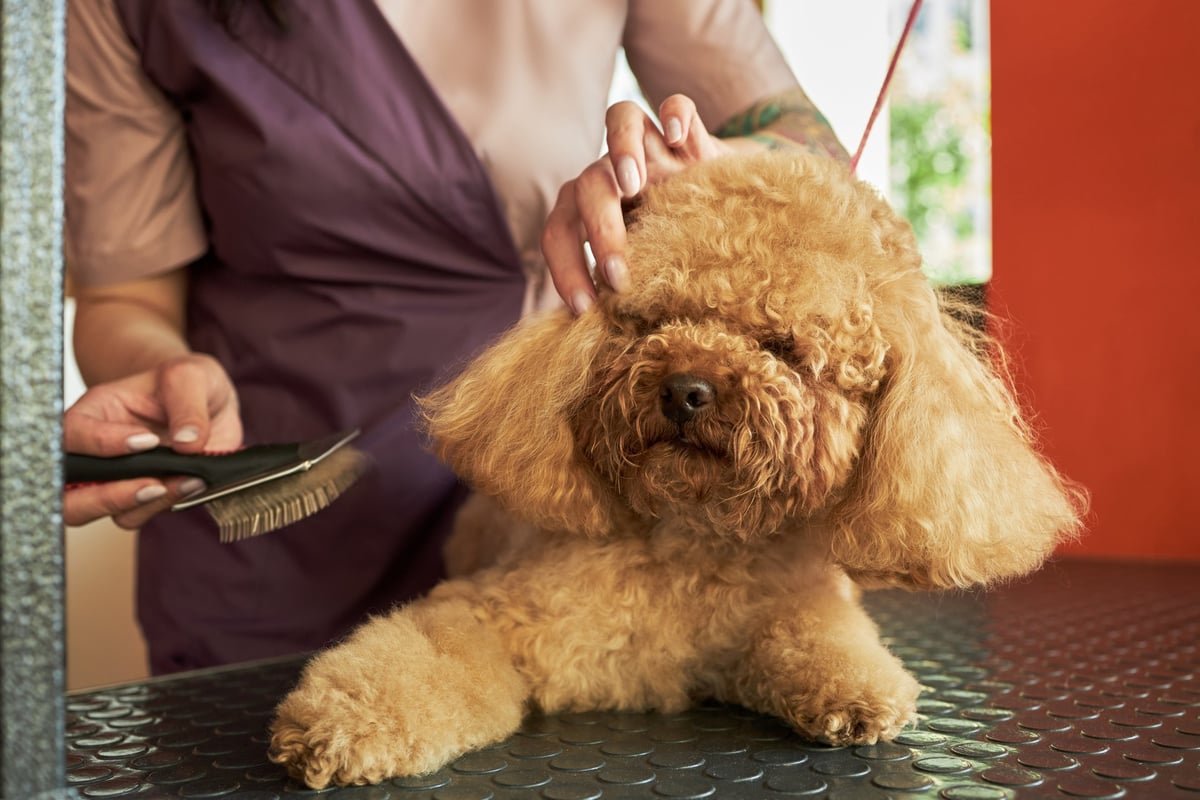 Caucasian young adult woman grooming fluffy brown poodle on metal table, gently brushing dog fur while holding head steady, focusing on pet care and animal hygiene