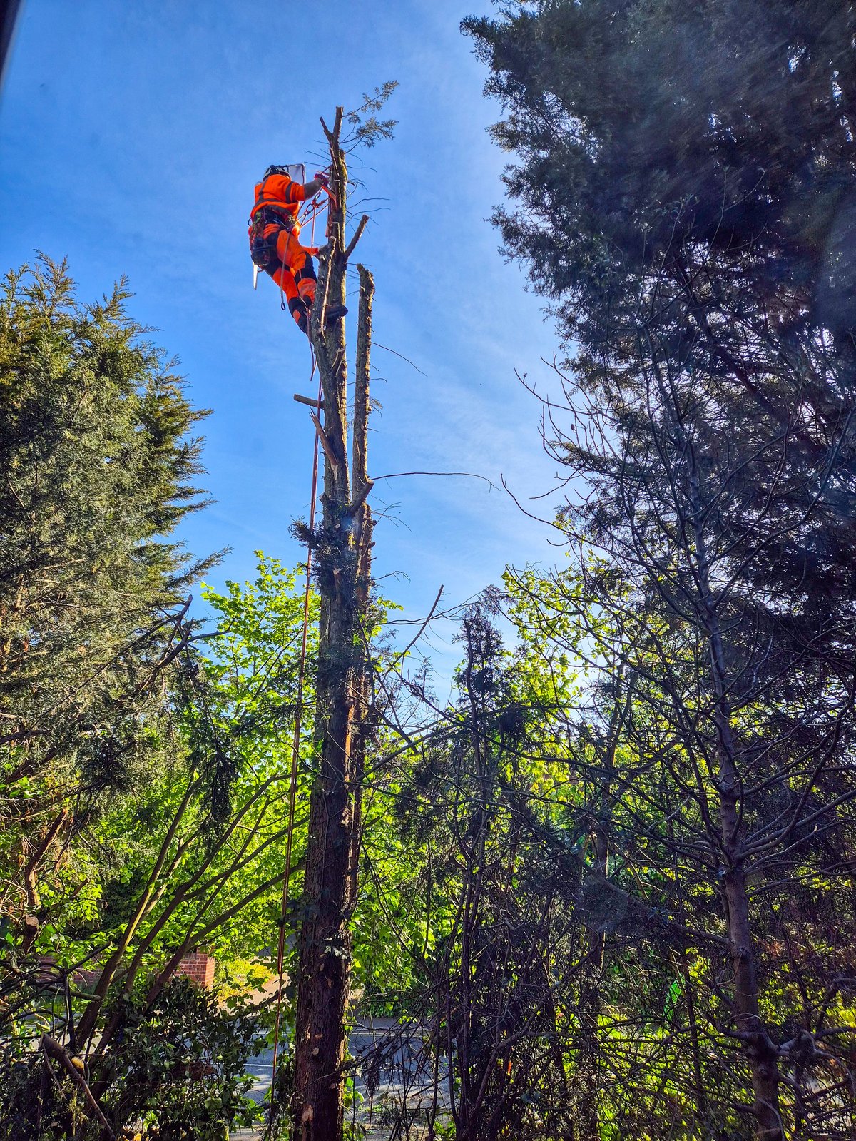 A Pine tree being removed by a tree service workman